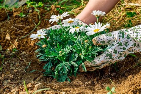 How to Grow and Care for Daisies