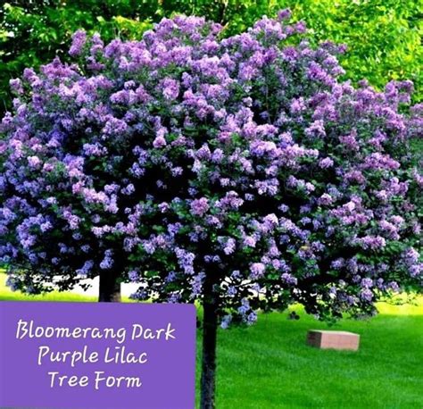 Pre Order The Revolutionary Reblooming Bloomerang Dark Purple Lilac