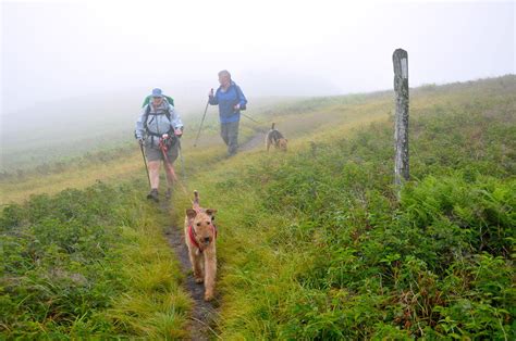 Hiking Trails That Allow Dogs