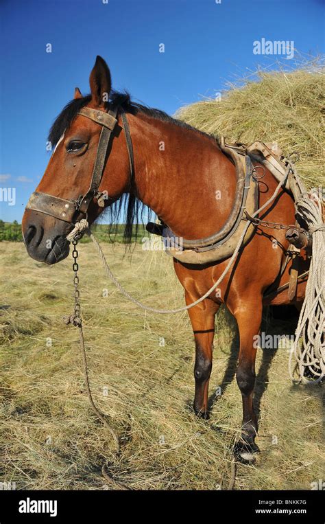 Mules Horse Hi Res Stock Photography And Images Alamy