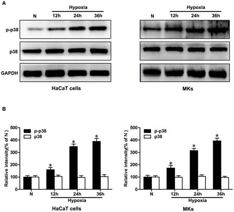 A Representative Cropped Blots And Data Summary Of Phospho P38 Download Scientific Diagram