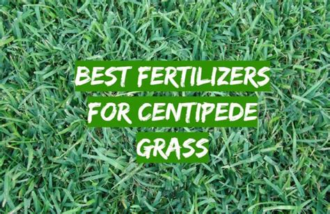 Top 5 Best Fertilizers For Centipede Grass [2021 Review] Grass Killer