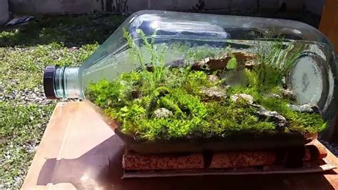 Como Hacer Un Terrario Eterno Paso A Paso Trucos Para El Hogar