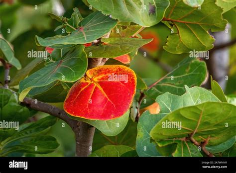 Mangrove Tree Leaves