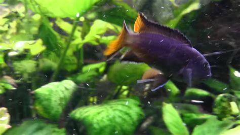 Pseudotropheus Elongatus Mpanga Female Youtube