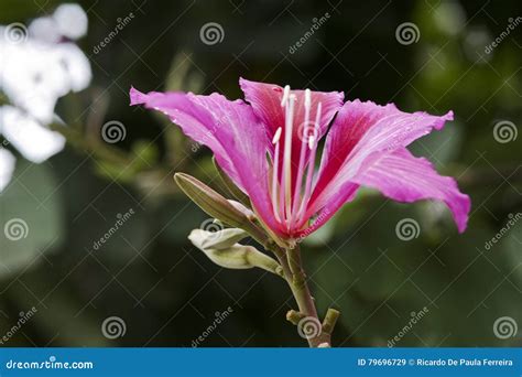 Brazilian Orchid Tree In Bloom Stock Image Image Of Blossom Bough