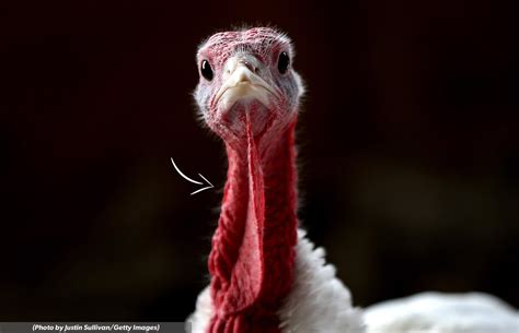 Did You Know The Little Red Thing That Hangs On A Turkeys Neck Is