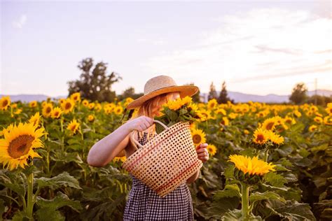 11 Best Sunflower Fields In California Addresses Photos