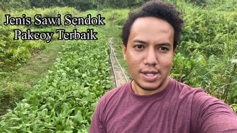 Bibit Unggul Sawi Pakcoy Tanam Mudah Lebih Tahan Penyakit Bobot