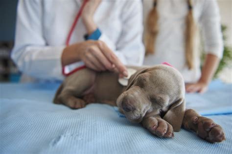 Cuándo debo esterilizar a mi perro Las Almenas