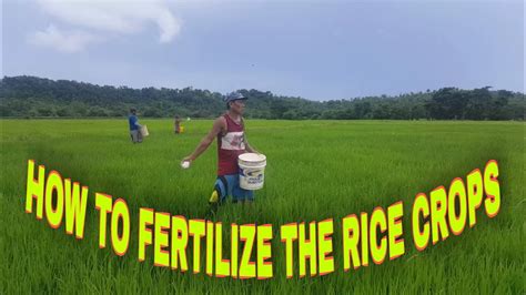 How To Fertilize Rice Crops Youtube