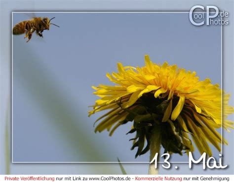 CoolPhotos de Grußkarten Tageskarten Mai 13 Mai 13 05