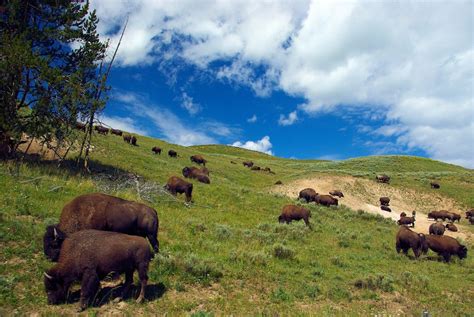 Bison Farming 101: An in-depth Guide on Raising Bisons