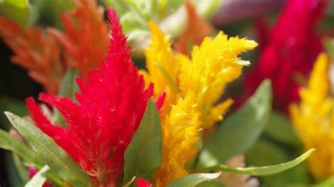 Conosci La Celosia La Pianta Dai Fiori Coloratissimi Tutti I Consigli