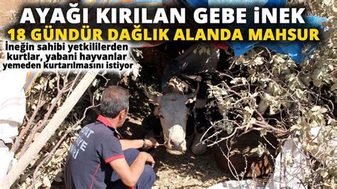 Midyatta Dağlık Alanda Otlatılan İnek Mahsur Kaldığı Bölgeden