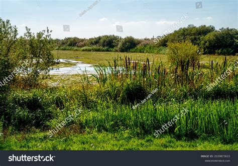 Swamp Marshland Bargerveen Netherlands Stock Photo