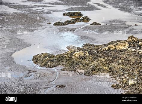 Section of a sandy beach with puddles, rocks and seaweed Stock Photo ...