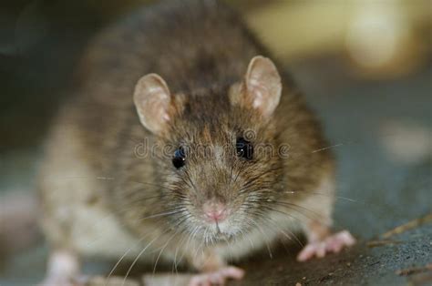 Brown Rat stock photo. Image of norvegicus, pest, curious - 38108894