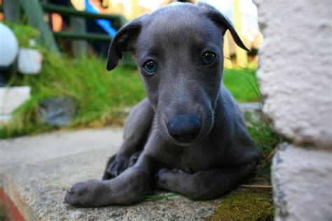 What Is A Blue Whippet Blue Whippet Whippet Puppies Dog Breeds