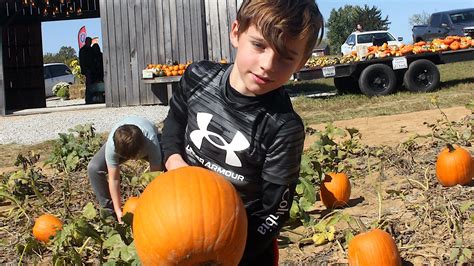 A Good Year For Pinhook U Pick Pumpkins Thanks To Tik Tok