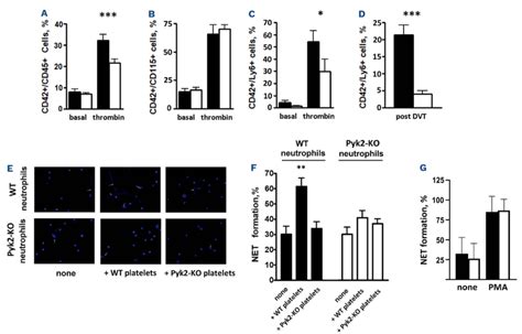 Pyk2 Regulates Platelets Neutrophils Interaction And Is Required For