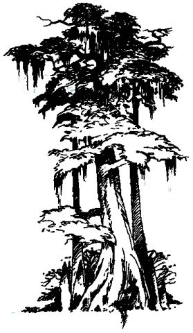 Tree Height Feet Drawings Of Cypress Trees Free