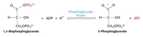 Step 7: Glycolysis II- Phosphoglycerate Kinase Flashcards | Quizlet