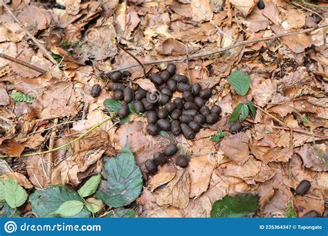 Deer Poop In Forest Stock Image Image Of Rural Countryside 235364347