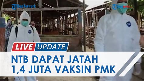 Ntb Dapat Juta Vaksin Pmk Peternak Dapat Kompensasi Rp Juta Per