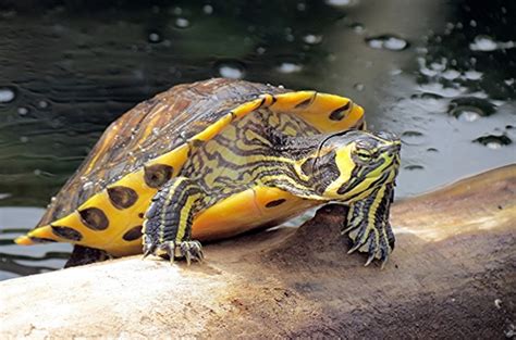 Tortuga Gravada Anfibios Y Reptiles Del Estado De Yucat N