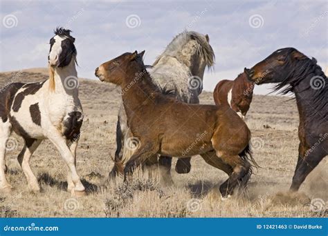 Dominant Wild Mustangs Fighting Stock Photos - Image: 12421463