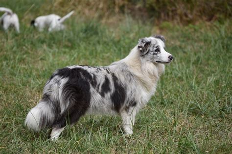 Photo Elevage Du Mas Ensoleillé eleveur de chiens Border Collies en