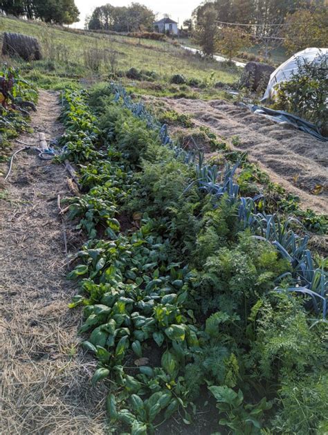 Semis D Pinard Nos Conseils Pour Le R Ussir Terra Potager