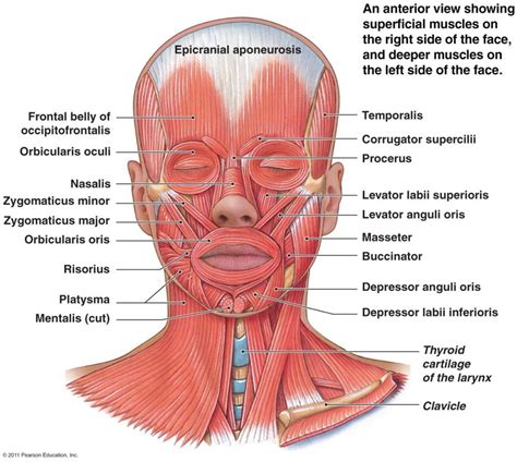 Musculos Da Face E Pescoço - Músculos Da Face E Pescoço - NAZAEDU