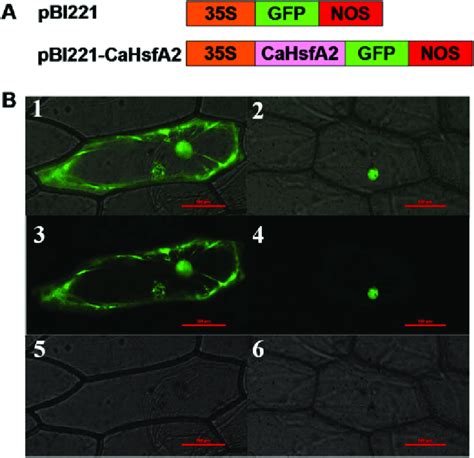 Transient Expression Of The Cahsfa Gfp Fusion Protein In Onion