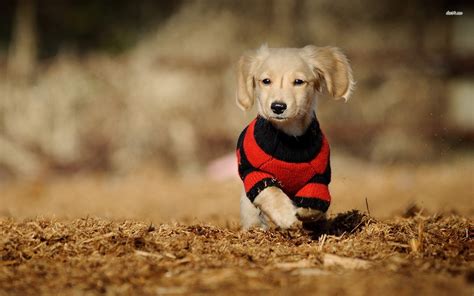 Funny Dachshund Wallpaper - WallpaperSafari