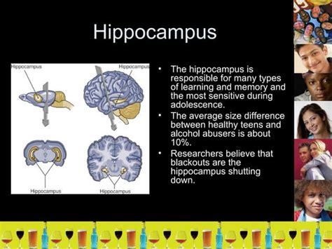 Alcohol And Adolescent Development Ppt