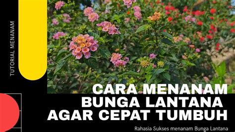 CARA MENANAM BUNGA LANTANA YouTube