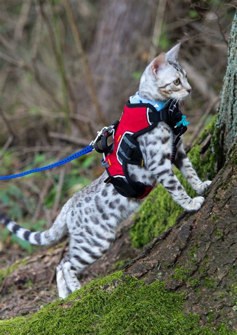 How To Leash Train a Bengal Cat | Complete Guide