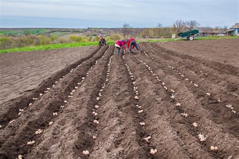 Batatas Em Caixas Para Plantar Plantando Batatas Em Sua Terra Na Aldeia