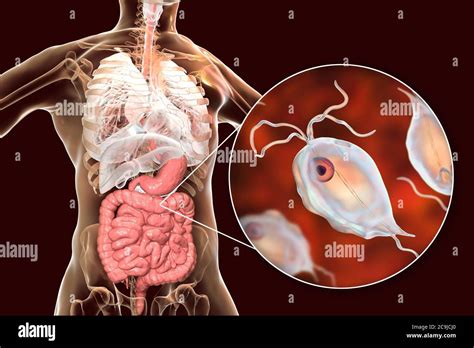 Trichomonas intestinalis Banque de photographies et dimages à haute