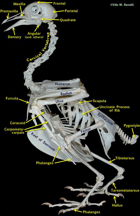 BIO370-Bird Skeleton