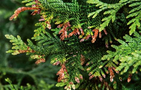 Schäden An Der Thuja Erni Gartenbau Planung Ag