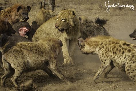 Male Lions Fighting Hyenas