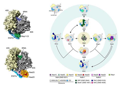 PLOS Biology On Twitter CryoEM Of Yeast Methionine Aminopeptidase