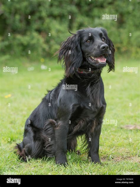 Black cocker spaniel hi-res stock photography and images - Alamy