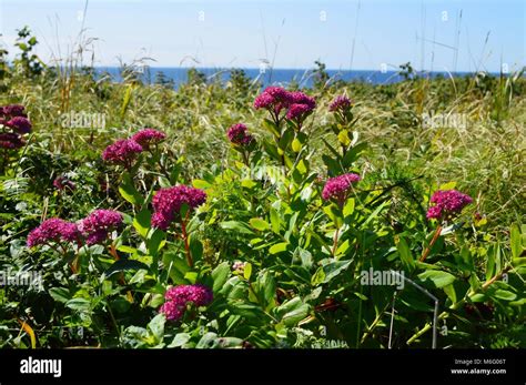 Wildflower Labrador Tea Stock Photo Alamy