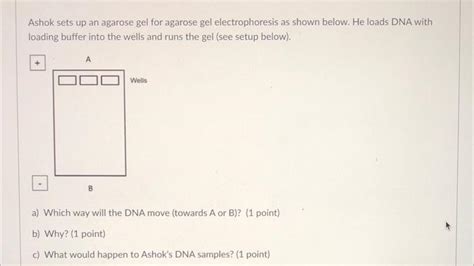 Solved Ashok Sets Up An Agarose Gel For Agarose Gel Chegg