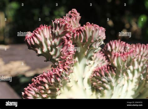 Pink Euphorbia Lactea Cristata Cactus Plant With Sunshine Stock Photo