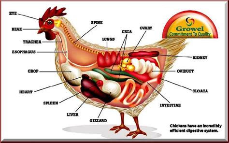 Digestive System Of Chicken Diagram Digestive System Poultry